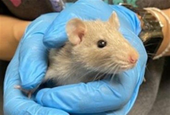 SPRING ROLL - Rat available for adoption