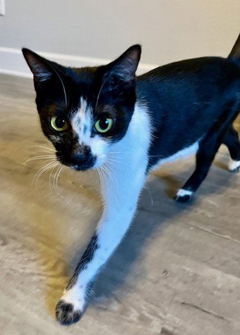 FRECKLES - Domestic Short Hair available for adoption