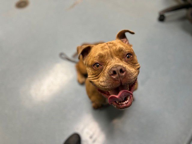 BRUNO - American Bulldog / Pit Bull Terrier available for adoption