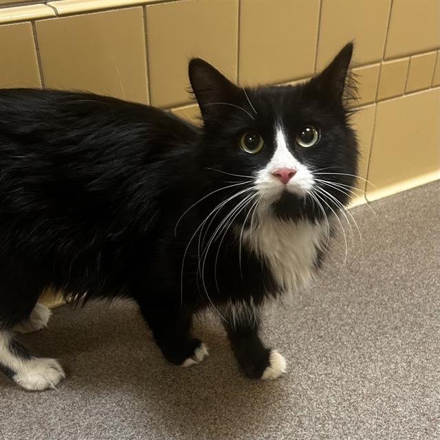 MIDNA - Domestic Medium Hair available for adoption