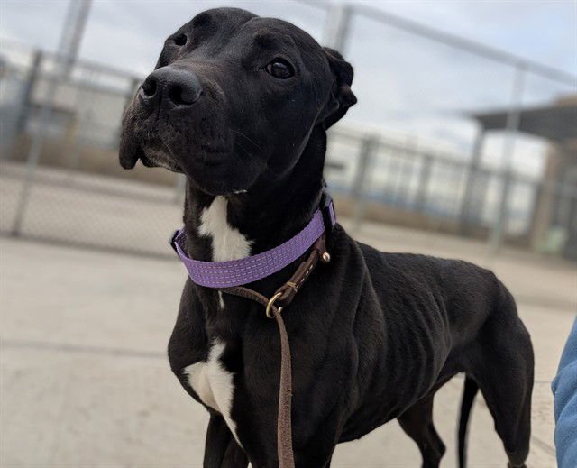 SOUP - Labrador Retriever available for adoption