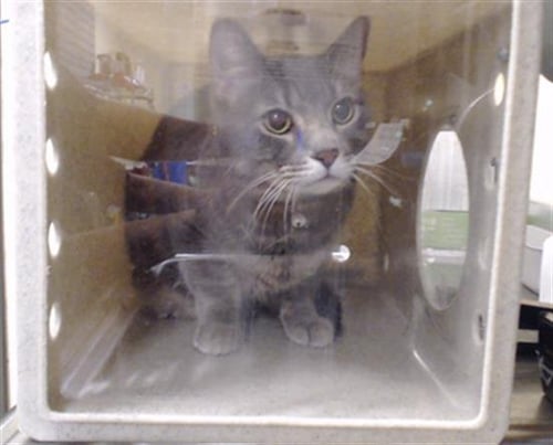 GREY - Domestic Medium Hair for adoption in Westminster