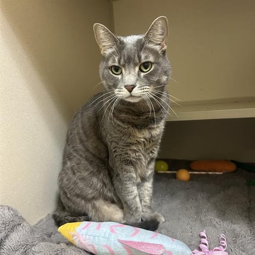 GREY - Domestic Medium Hair available for adoption