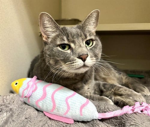GREY - Domestic Medium Hair available for adoption