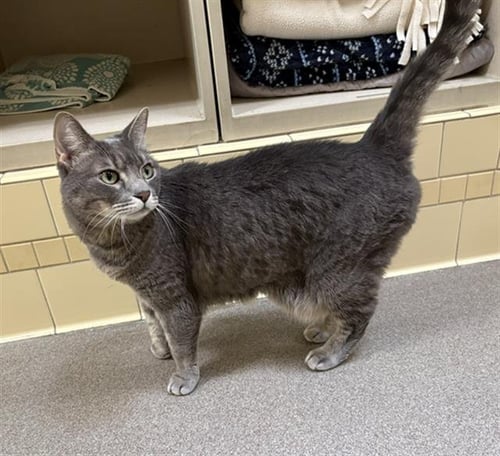 GREY - Domestic Medium Hair available for adoption