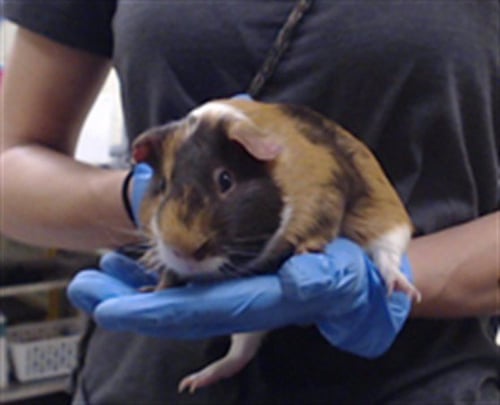 ACE - Guinea Pig available for adoption