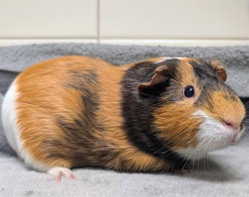 ACE - Guinea Pig available for adoption