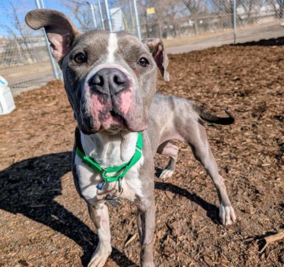 CRISMIS - American Pit Bull Terrier available for adoption