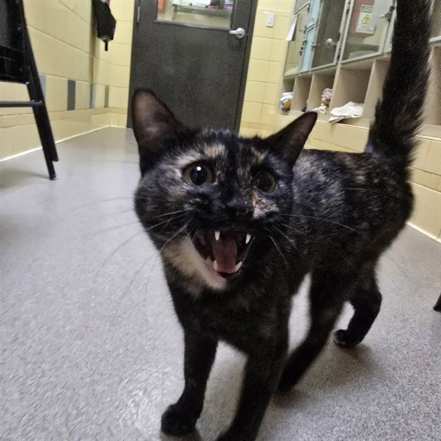 TAWNYPELT Image