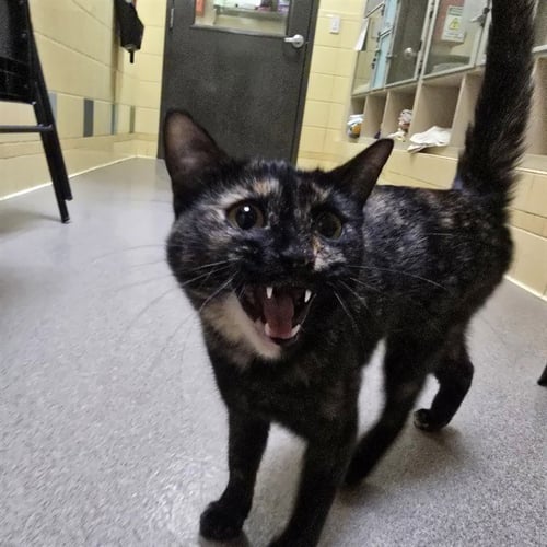 TAWNYPELT - Domestic Short Hair available for adoption