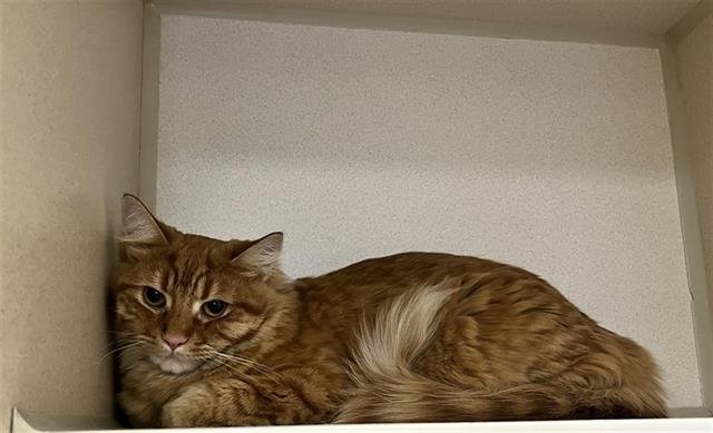 MAVERICK - Domestic Long Hair available for adoption