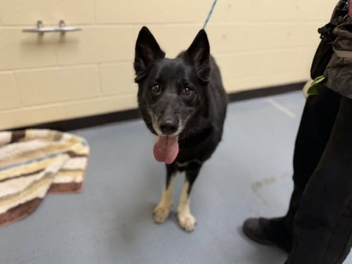 LYDIA - German Shepherd Dog available for adoption
