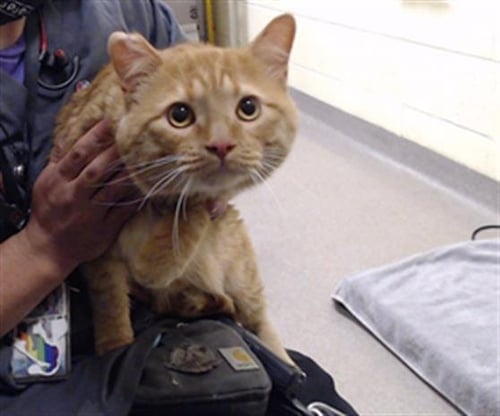 JAXON - Domestic Short Hair for adoption in Lakewood