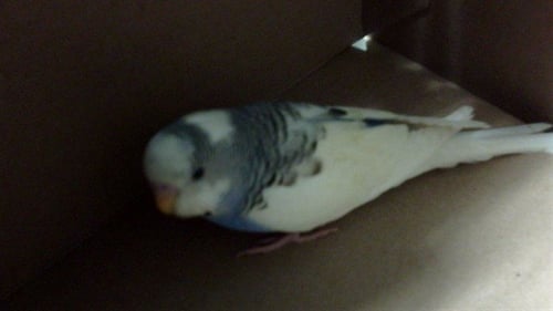 A&W - Parakeet - Other available for adoption