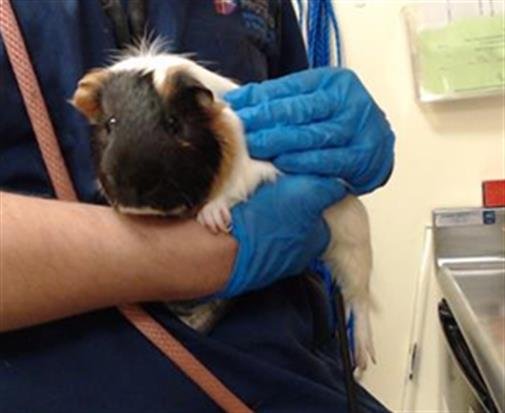 CHORIZO - Guinea Pig available for adoption
