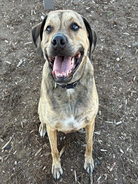 KAI - Bullmastiff available for adoption