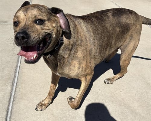 KAI - Bullmastiff for adoption in Denver