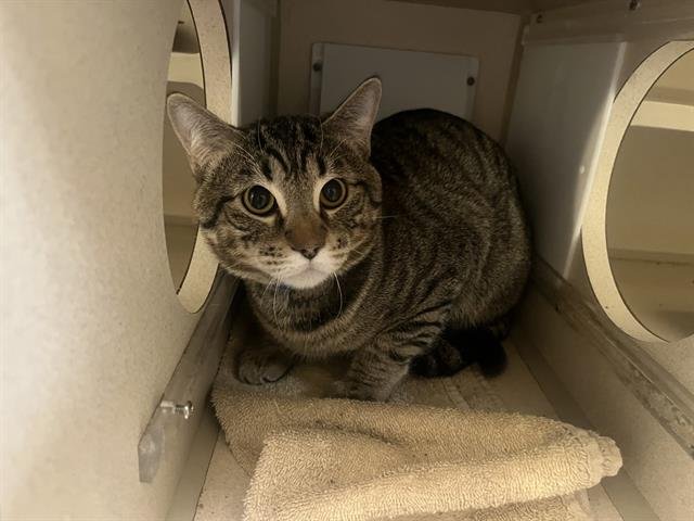 CARDIGAN - Domestic Short Hair available for adoption