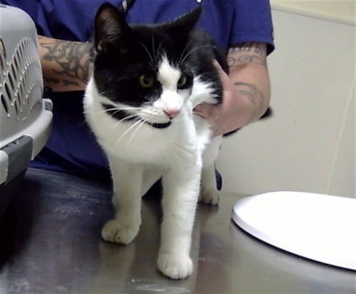 SPIDER MAN - Domestic Short Hair available for adoption