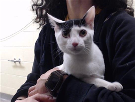 TOUPEE - Domestic Short Hair available for adoption