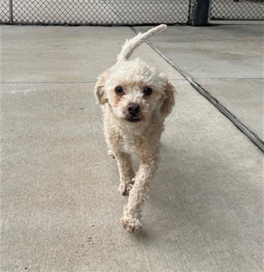 KURU - Poodle (Miniature) available for adoption