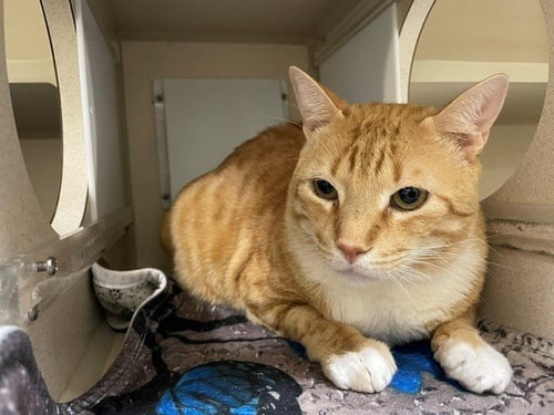 CANELO - Domestic Short Hair available for adoption