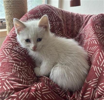 BELLHART - Domestic Medium Hair available for adoption