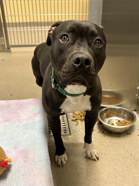 TUX - American Pit Bull Terrier available for adoption