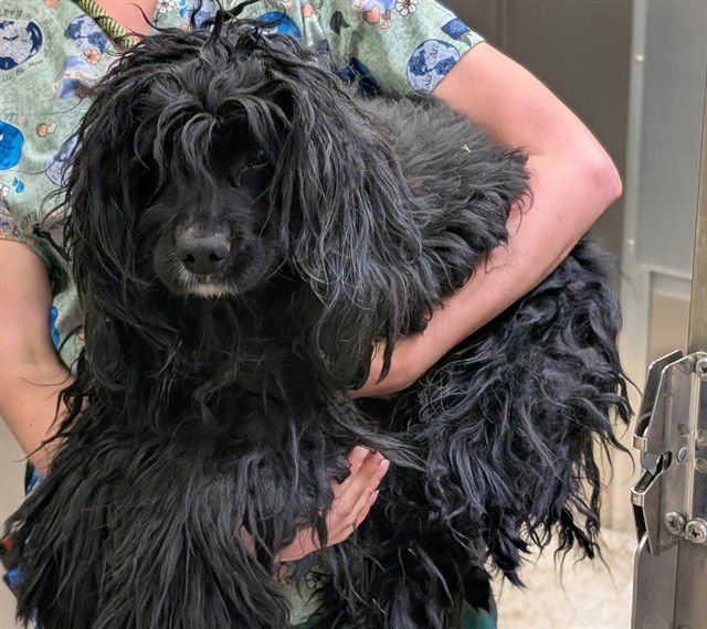 OREO - Cocker Spaniel / Poodle (Miniature) available for adoption