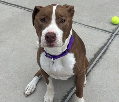 MILLANI - American Pit Bull Terrier available for adoption