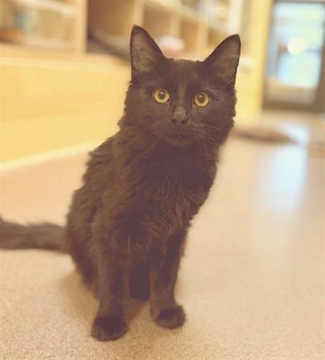 JINX - Domestic Medium Hair available for adoption