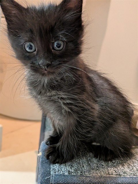 ANNAPURRNA - Domestic Short Hair available for adoption