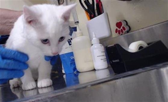 EVEREST - Domestic Short Hair available for adoption