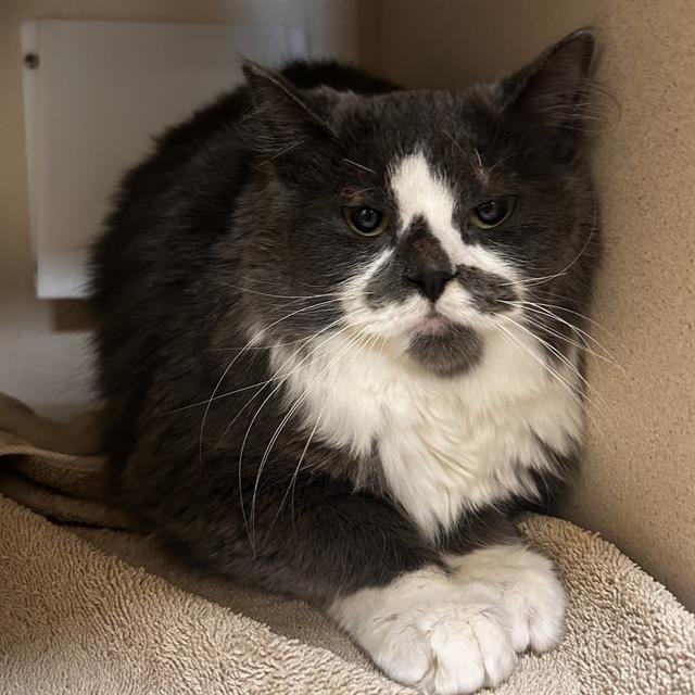 FIN - Domestic Medium Hair available for adoption