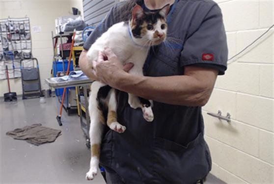 PRINCESS - Domestic Short Hair available for adoption