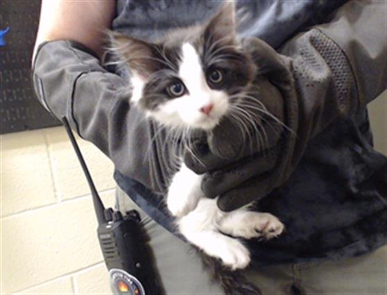 BOLO Image