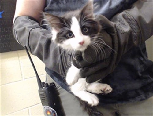 BOLO - Domestic Medium Hair available for adoption