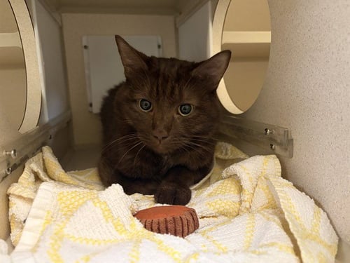 BERLIN - Domestic Short Hair available for adoption