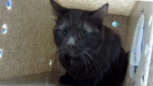 BERLIN - Domestic Short Hair available for adoption