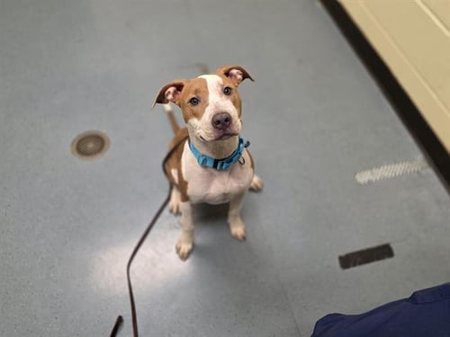 STELLA LOUISE - Pit Bull Terrier available for adoption