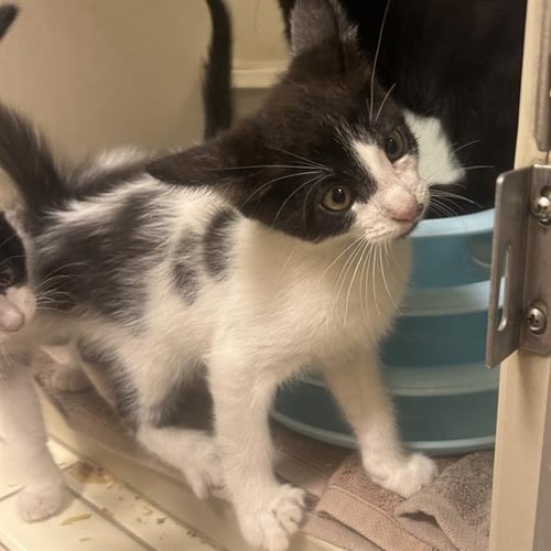 ONION - Domestic Short Hair available for adoption