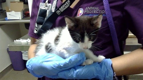 ONION - Domestic Short Hair available for adoption
