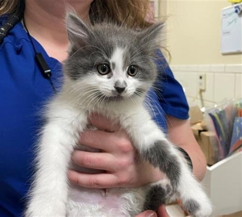 NEPTUNE - Domestic Short Hair available for adoption