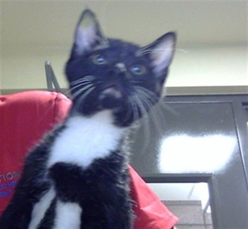 FUNYUN - Domestic Short Hair available for adoption