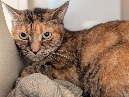 ARTEMIS - Domestic Short Hair available for adoption