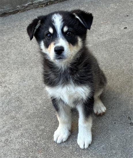 KAYSHON - Siberian Husky available for adoption