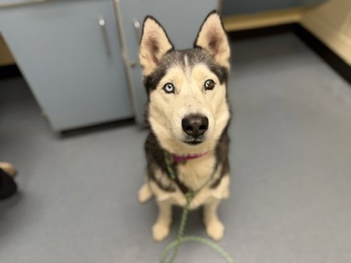 KIA - Siberian Husky available for adoption