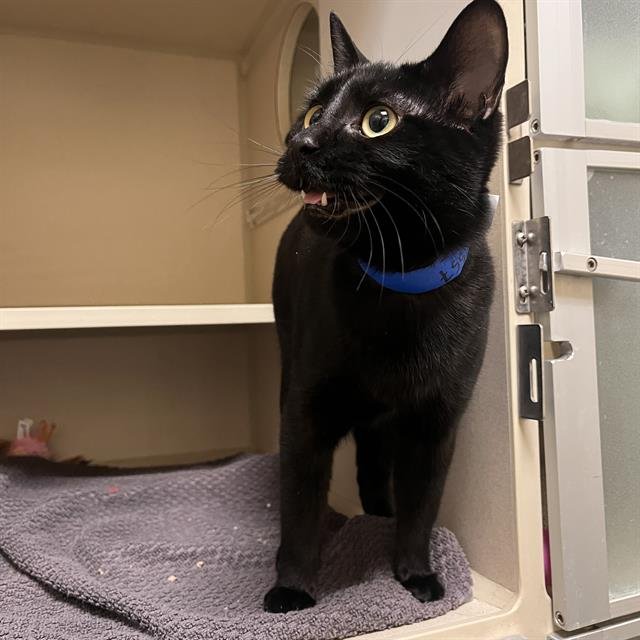 TAWARET - Domestic Short Hair available for adoption