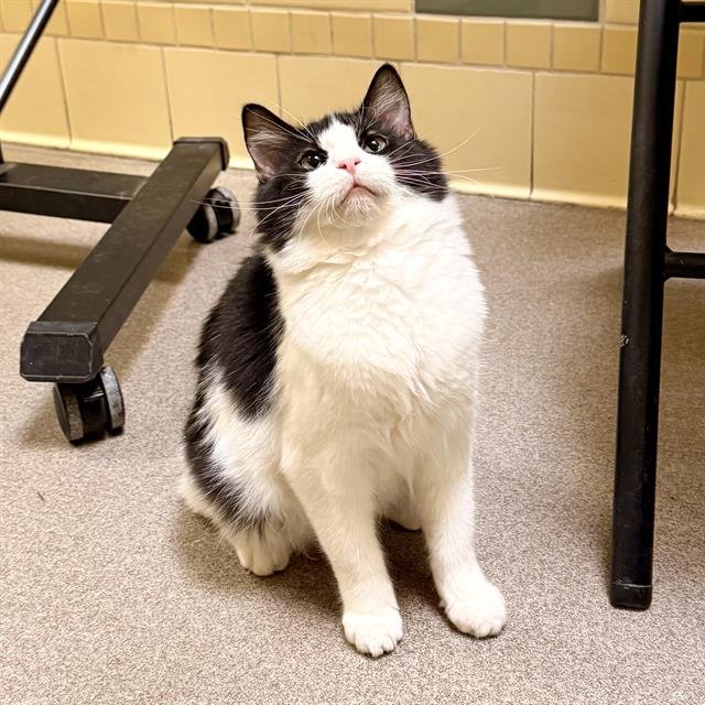 STORM - Domestic Medium Hair available for adoption