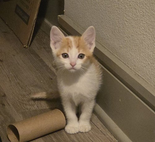 EDDIE - Domestic Short Hair available for adoption